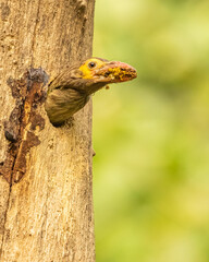 Taking Cleanliness on priority a Brown Headed Barbet