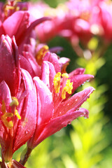 Pink lily flower in the rain, selective focus on details, macro.