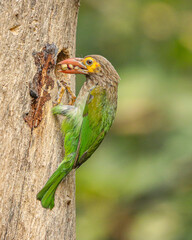 A brown Headed Barbet has brought food
