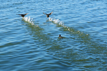 Envol de cormorans sur un étang de Camargue aux eaux bleues.
