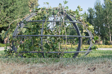oval-shaped metal support to cover with ivy and form a ball