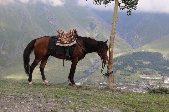 a bay horse grazes in the mountains