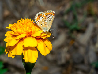 butterfly 206