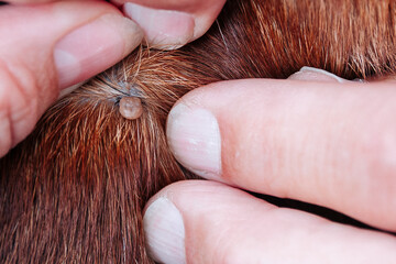a tick embedded in a dog's skin, visible as the fingers part the fur