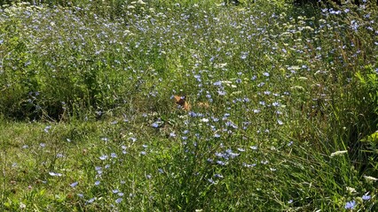 Fox sitting in the grass