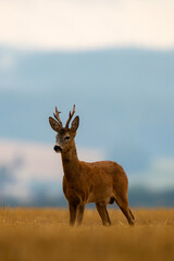 roe deer in a rainy early summer evening