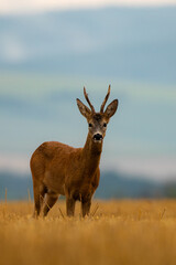 roe deer in a rainy early summer evening