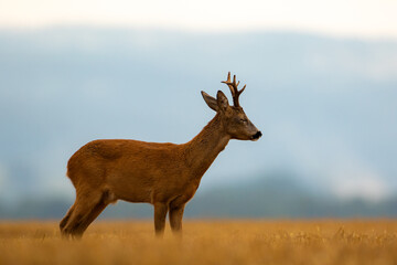 roe deer in a rainy early summer evening