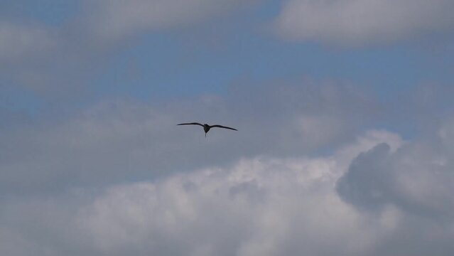 a curlew (Numenius) in low level flight, strong breeze