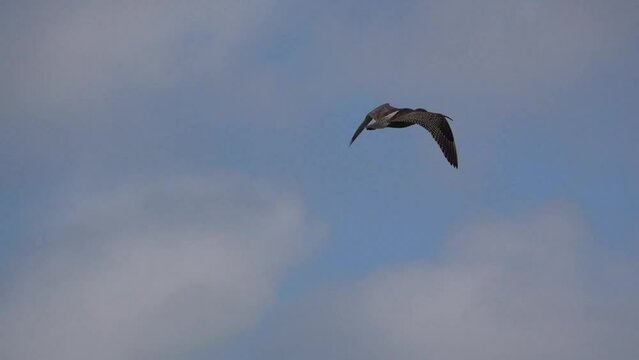 a curlew (Numenius) in low level flight, strong breeze