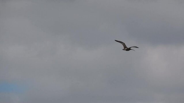 a curlew (Numenius) in low level flight, strong breeze