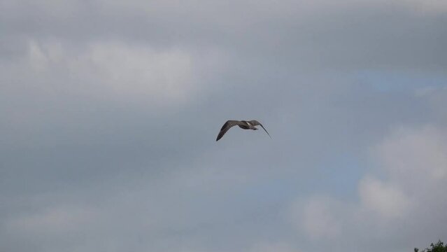 a curlew (Numenius) in low level flight, strong breeze