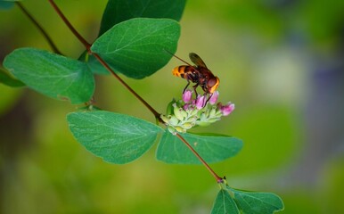 butterfly on a flower