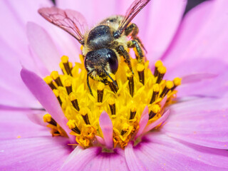 Bee 171