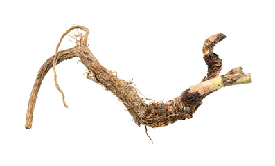 whole root of common chicory plant isolated on white background