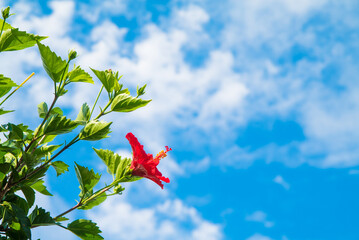 青空とハイビスカス