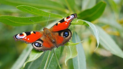 The butterfly sits on a leaf