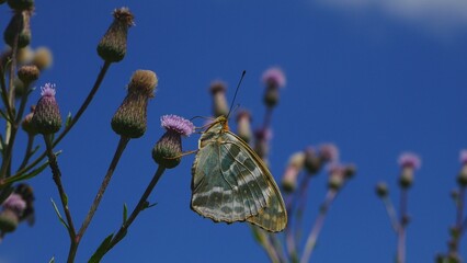 Fototapeta premium A butterfly eats nectar on a thistle flower against a blue sky