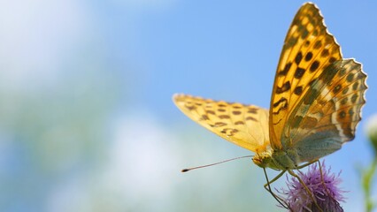 A butterfly eats nectar on a thistle flower.. © Rbizon