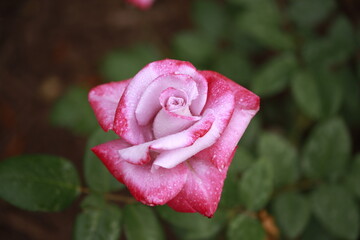 pink rose with dew drops