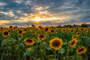 Fototapeta premium Magnificent sunset over sunflower field. Agriculture concept background