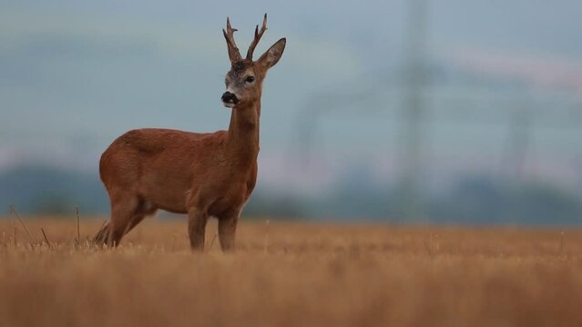 roe deer in the early evening on a rainy day