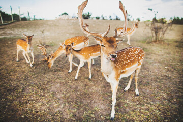 Naklejka na ściany i meble Deer with beautiful antlers shows his tongue