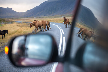 Herd of horses on the roads of Iceland