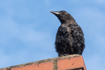 Crow on a chimney on the roof