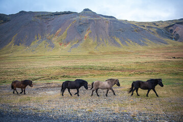 Naklejka na ściany i meble Row of horses near the green mountains of Iceland