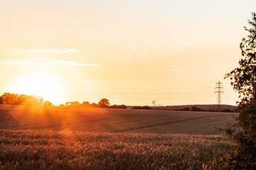 Grain field in the sunset near the city of Düren