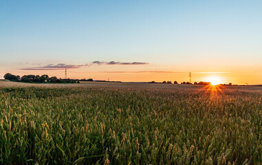 Grain field in the sunset near the city of Düren