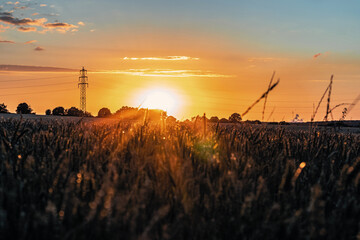 Grain field in the sunset near the city of Düren