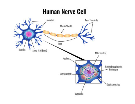 Human Nerve Cell Composition