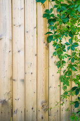 A rustic wooden fence with vine leaves the the right.
