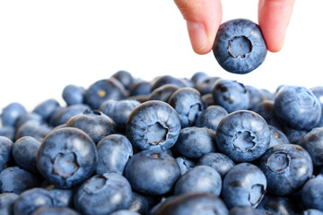 Holding a fresh ripe blueberry between the fingers