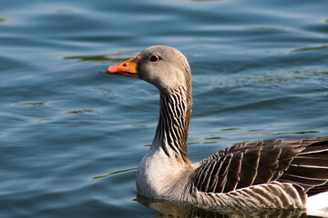 Greylag Goose, Anser Anser, floating on blue water