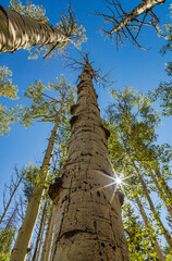 Fototapeta premium Aspen tree with sun star burst looking upwards towards a blue sky