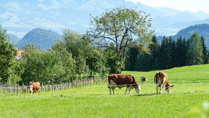 Kühe auf der Weide