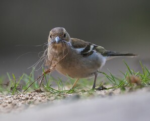 Chaffinch bird building a nest