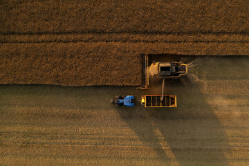 Fototapeta na wymiar Aerial view of combine harvester harvest wheat on a yellow field during sunset