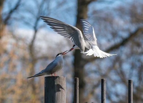 A Tern Bird Feeds Its Mate With Fish