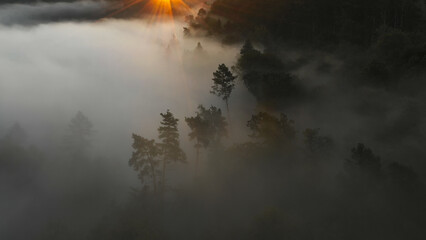 Aerial view of morning forest with mystic fog