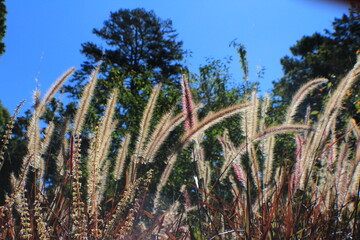 grass and sky