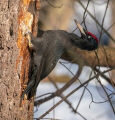 The black woodpecker feeds