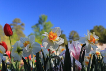 yellow and red tulips