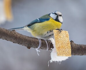 Blue tit bird eats fat