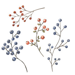 Herbs and berries watercolor elements
