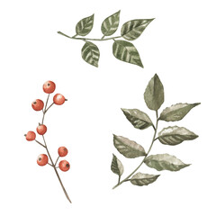 Herbs and berries watercolor elements