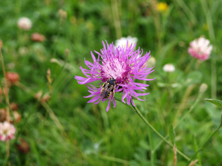 Purple flower brown knapweed (Centauréa jacéa) Asteraceae family